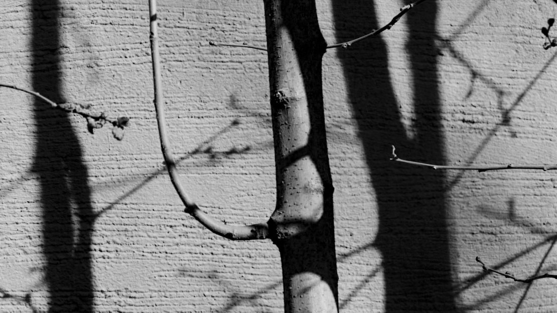 Rizoma de Zaida Kassab