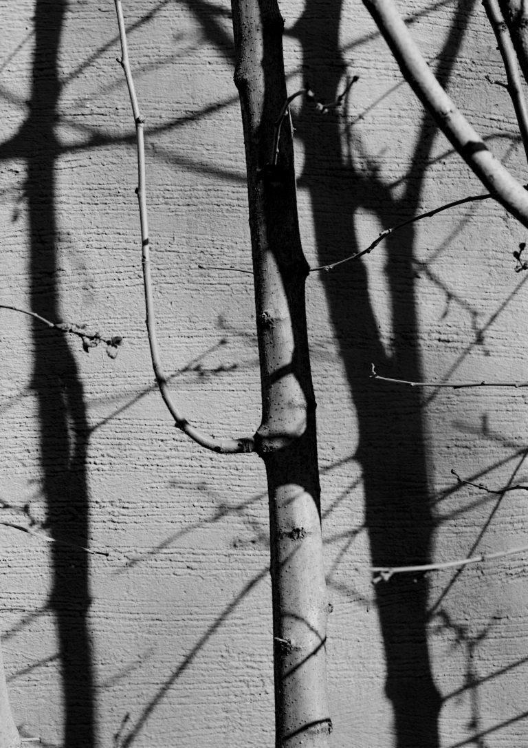 Rizoma de Zaida Kassab