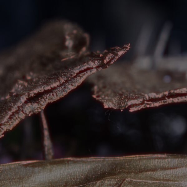 Número 17 / febrero 2022