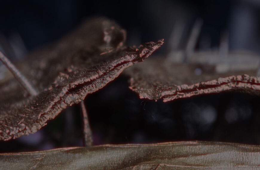 Número 17 / febrero 2022