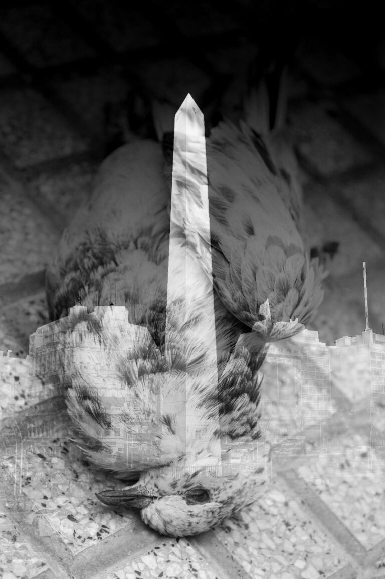 Los Pájaros Van a Morir a Buenos Aires de Eduardo Perrone