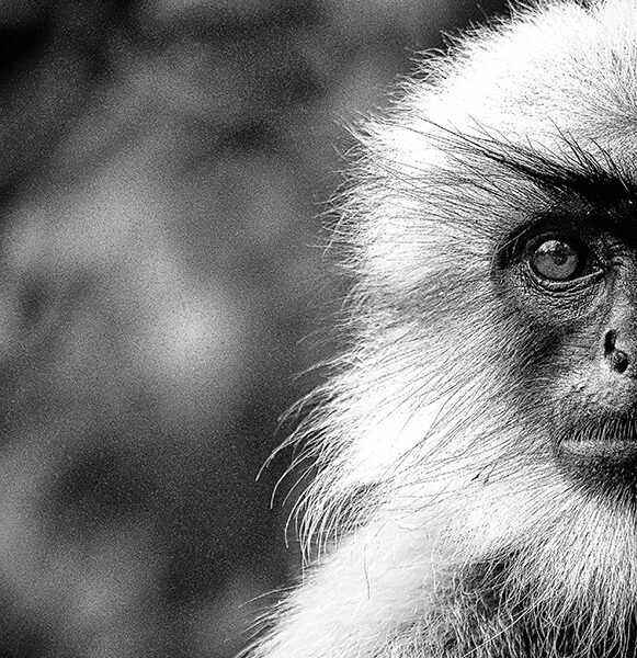 Algunos apuntes en torno a «Chikito» de Felipe Quiroga