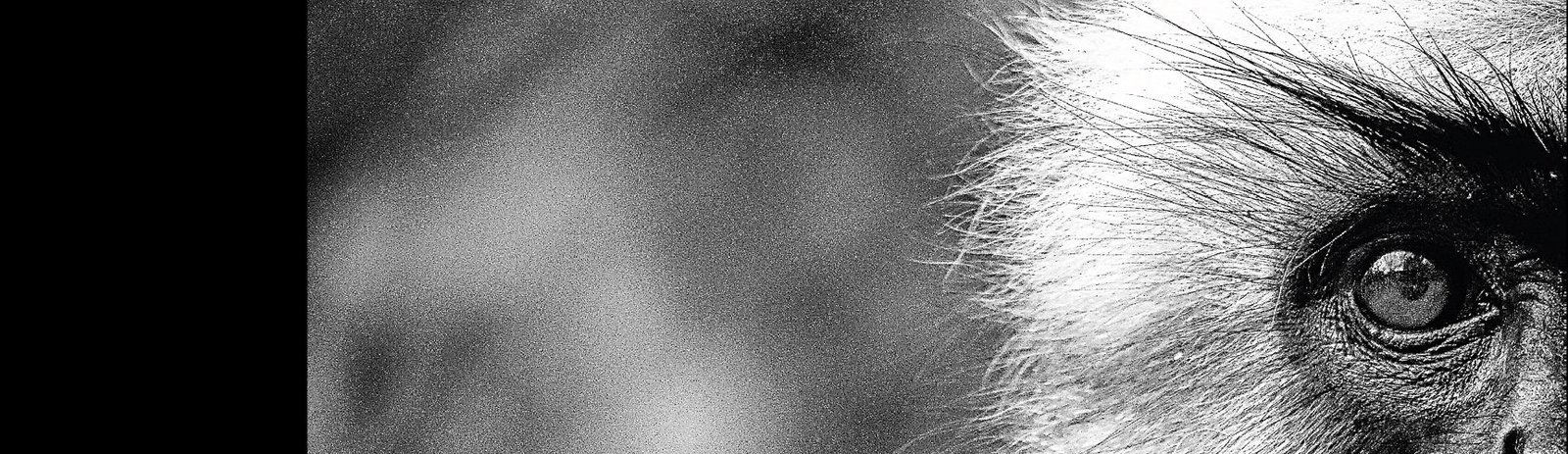 Chikito de Felipe Quiroga (Falta Envido Ediciones, 2023)